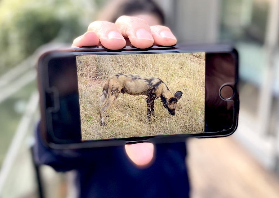 iPhone displaying a photo of hyaena