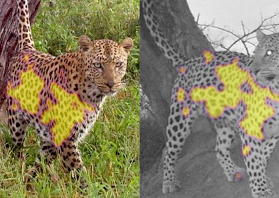 Example of technology with a Cheetah